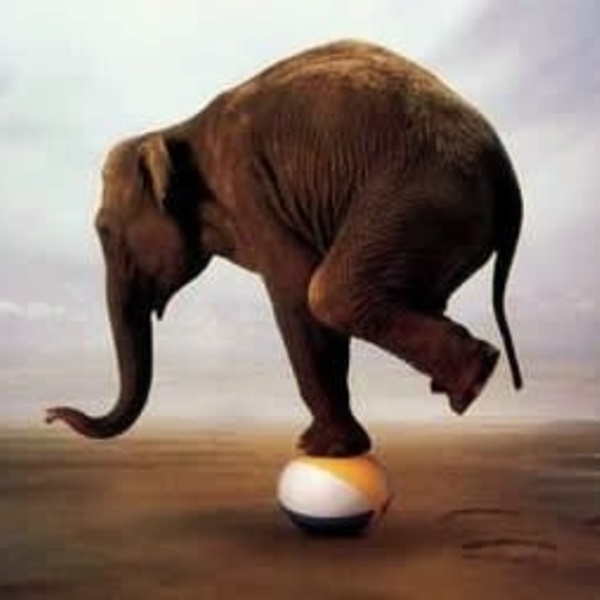 Photographies affiches images elephant equilibriste img