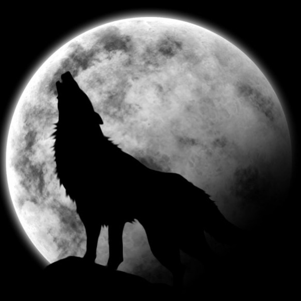 Loup wolf a6 jpg 728 orig