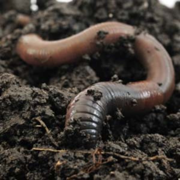 How to attract earthworms to your garden0 orig