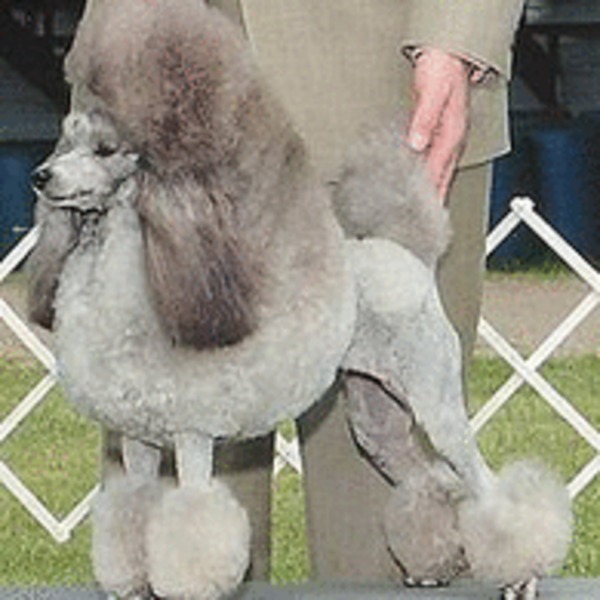 220px silver miniature poodle stacked 195