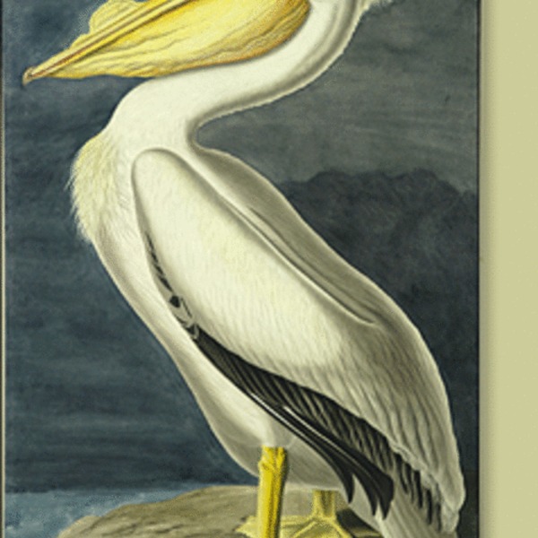 Pelican 500