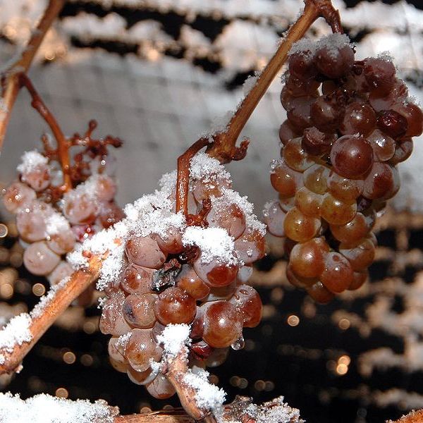 655px ice wine grapes