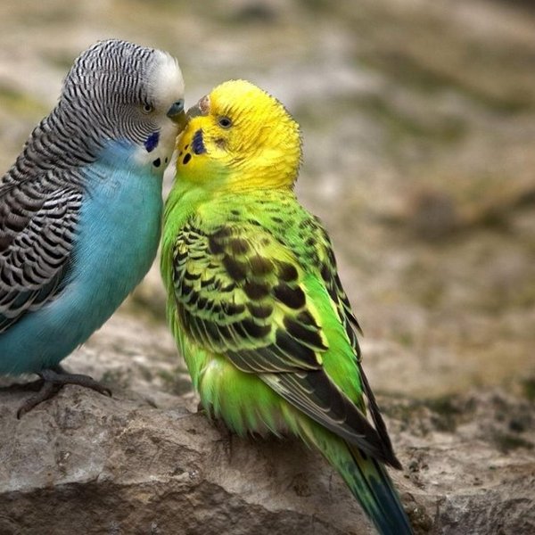 298152  kissing parakeets p 1 