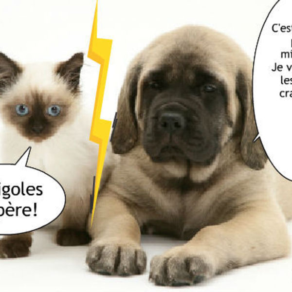 Chiens vs chats