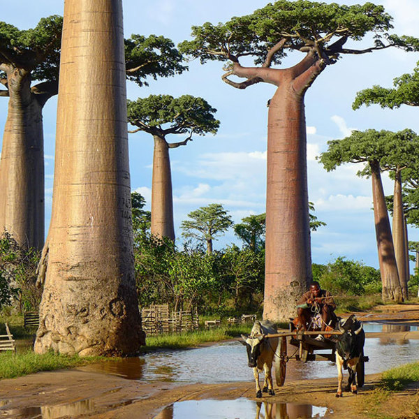 Baobab madacascar