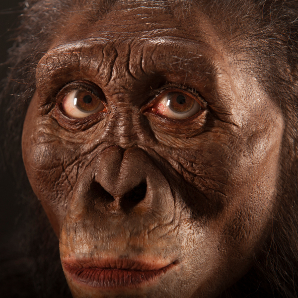 C est l artiste john gurche qui a donne un nouveau visage a l australopitheque lucy pour le museum de cleveland 62744 wide