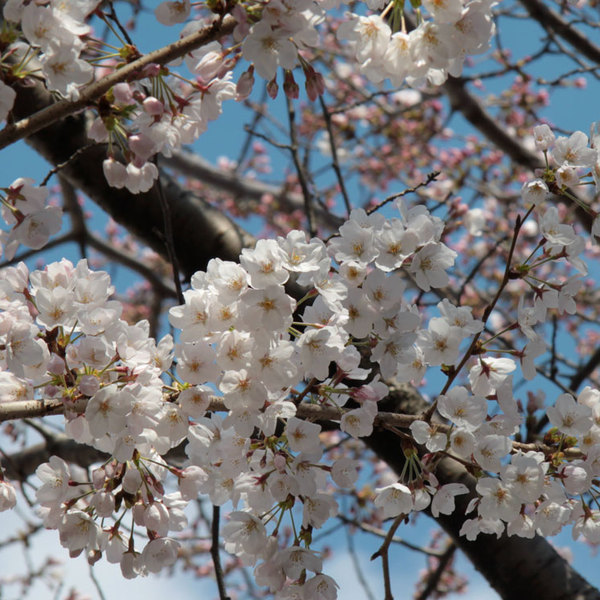 Sakura cerisiers fleurs japon