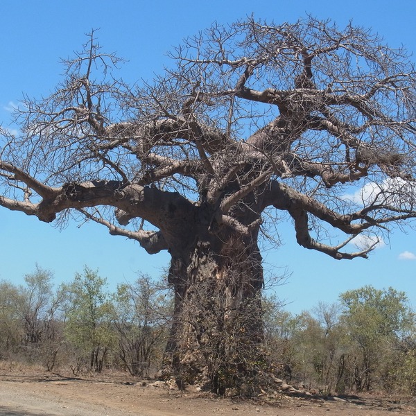 Baobab 955876 1920