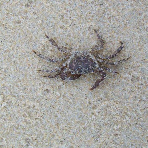 Petit crabe image1200