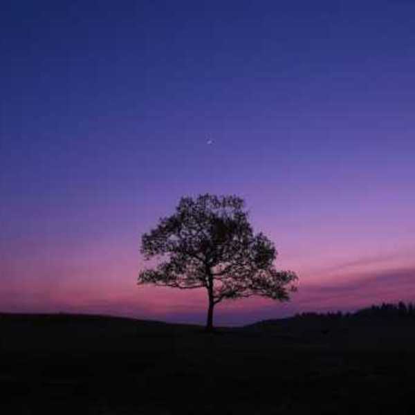 Tree in the lavender sunset wallpaper 34514