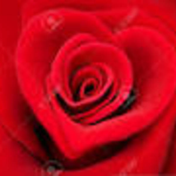Coeur rose