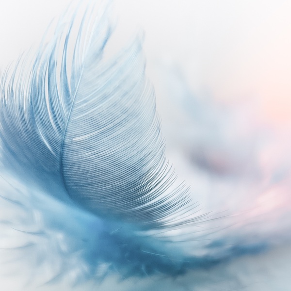 Feather 3010848