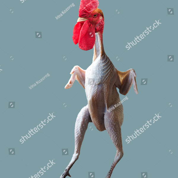 Stock photo funny plucked rooster without feathers 1789154444