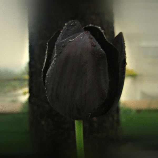 Med tulipe noire visoflora 2261